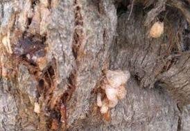 Cort recomienda a los particulares usar el tratamiento autorizado contra el picudo rojo en las palmeras