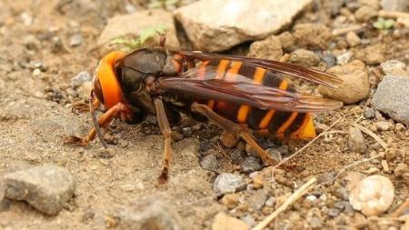 Detectada una nueva especie invasora en Baleares, la avispa asiática