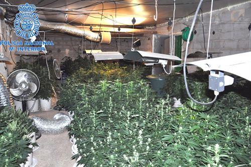 Detenido un joven de 23 años tras decomisarle 331 plantas de cannabis en una finca en Es Pilarí