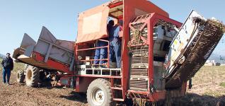La exportación de la patata arranca con buenas previsiones