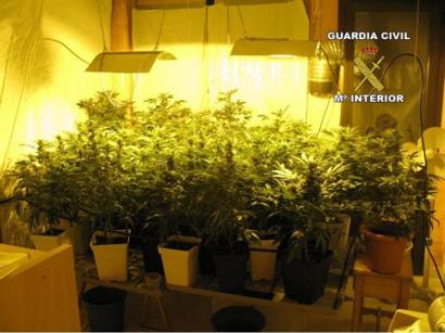 Detenido un joven de 27 años en Ses Salines  tras intervenirle 31 plantas de marihuana