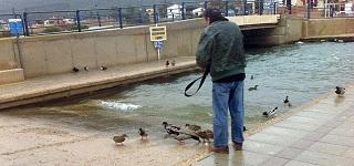 Los patos invaden el puerto de Andratx
