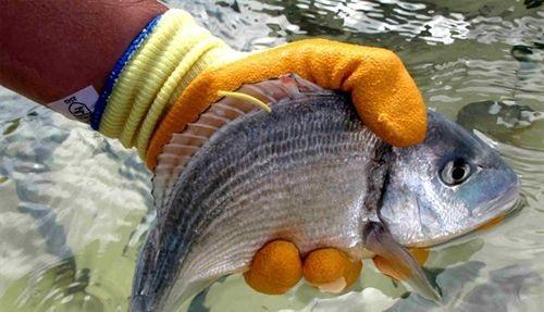 https://www.noticiasmallorca.es/imatges/fotosweb/2013/03/02/595pescado.jpg