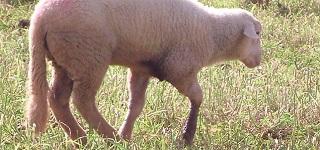 Medio Ambiente, Agricultura y Pesca apuesta por la promoción del producto local en los establecimientos hoteleros