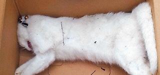 La Guardia Civil investiga la muerte a tiros de varios gatos