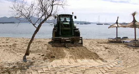 El Ayuntamiento de Pollença coloca las tumbonas y sombrillas en la platja del Moll