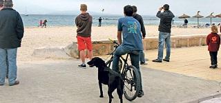 Pollença permitirá el acceso de animales de compañía en varias playas