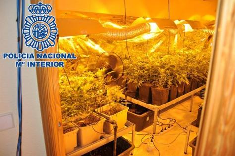 Detenido un hombre de 30 años en Palma tras incautarle 134 plantas de marihuana