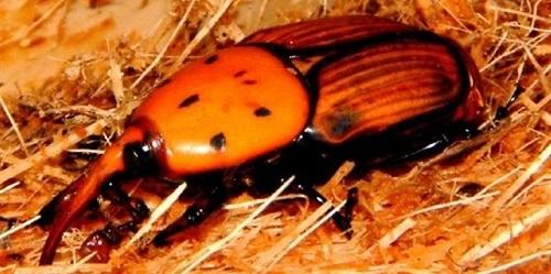 La Conselleria de Agricultura destinará 200.000 euros a la lucha contra la plaga del picudo rojo