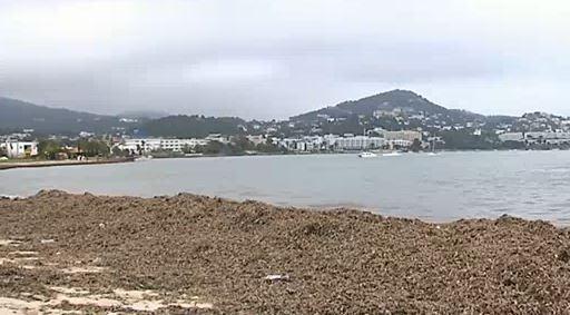 Muchas playas de Ibiza cubiertas de posidonia