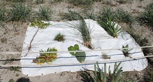 El IBANAT retira la flora invasora de espacios naturales de las Islas Baleares incluidos dentro de la Red Natura 2000
