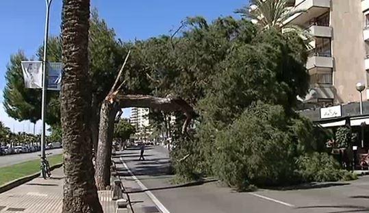 Cort retira un pino caído en el Paseo Marítimo de Palma que invadía tres carriles de la carretera