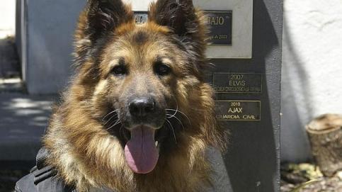Un perro de la Guardia Civil recibirá una medalla este martes por localizar un explosivo en Palma en el año 2009