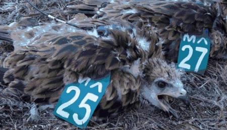 GOB destaca la efectividad de los emisores de seguimiento para lograr que la milana empiece a ser habitual en las Islas