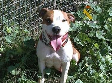 Detienen a dos hombres por robar ochos perros Pit Bull y American Staffordshire