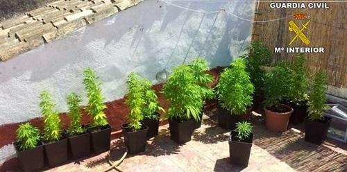 Detenido en Capdepera un joven de 24 años por cultivar en su vivienda 27 plantas de cannabis