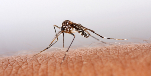 https://www.noticiasmallorca.es/imatges/fotosweb/2013/07/08/mosquito.png
