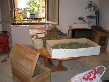 Detenidos un hombre y una mujer en Algaida tras hallar en su vivienda 13,8 kilos de marihuana