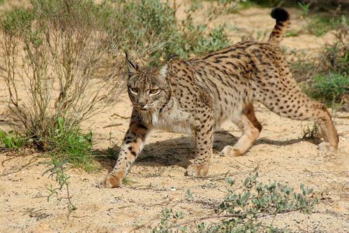 El lince ibérico, el felino con mayor riesgo de extinción 