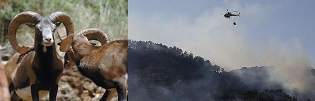 Activado el protocolo para desalojar a los animales de la Reserva Galatzó