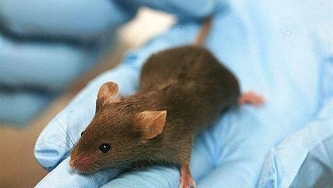 Más cerca de un fármaco contra el envejecimiento