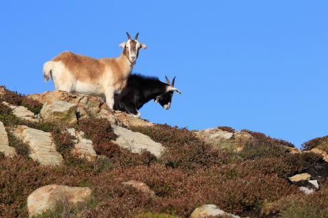 El GOB insta la Conselleria de Medio ambiente a prohibir y evitar el pasto de cabras y ovejas a la zona incendiada