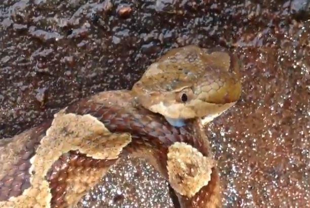 Investigadores piden medidas urgentes ante el aumento de reptiles en Baleares