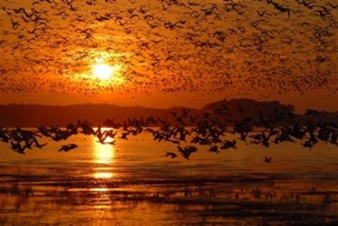 Un total de 569 especies convierten a España en uno de los mejores destinos de turismo ornitológico según SEO/BirdLife