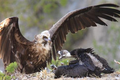 El Govern liberará este miércoles en la Serra de Tramuntana al buitre negro recuperado herido dos semanas