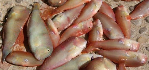 La temporada de pesca del raor comienza hoy domingo


