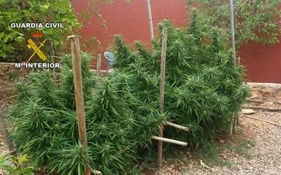Imputado un joven de 28 años en Llucmajor tras intervenirle en una finca 22 kilos de marihuana