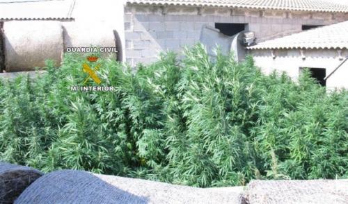 Detenido en Muro un joven de 25 años tras incautarle una plantación de marihuana de 60 kilos