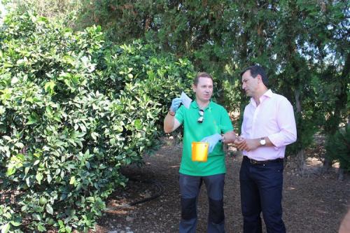 El Govern efectúa un ensayo de captura masiva de la mosca de la fruta en Mallorca