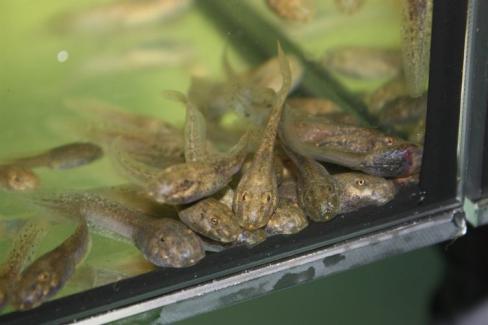 El Govern colabora en un proyecto para luchar contra el hongo que afecta al 'ferreret'