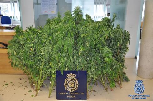 Detenidas dos personas en Manacor tras incautarles 23 plantas de marihuana