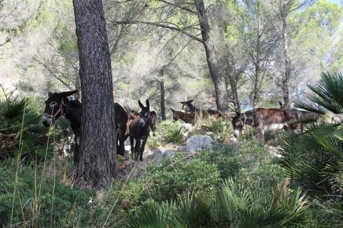 Ibanat y la Fundación Natura Parc fomentan la prevención de incendios forestales con el ganado equino