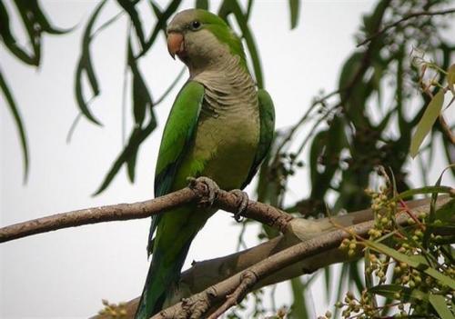 Birdlife reclama medidas para frenar las especies invasoras como la cotorra argentina