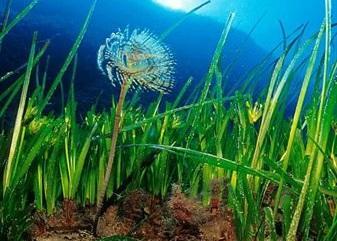 La campaña online para salvar la posidonia recoge 15.000 firmas