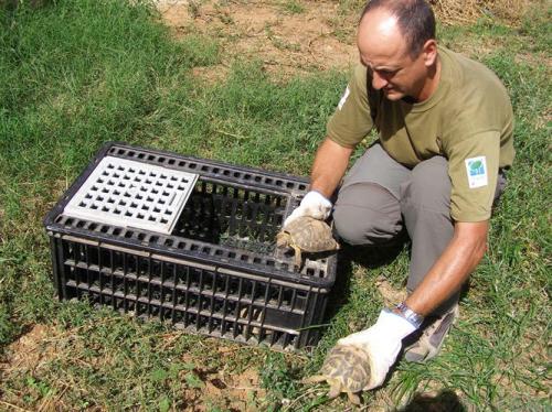 El Cofib libera 180 tortugas mediterráneas en la finca pública de sa Duaia (Artà)