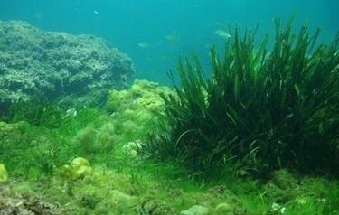 La Poseidonia del Mediterráneo disminuye en más de un tercio en 50 años y capta un 87% menos de carbono