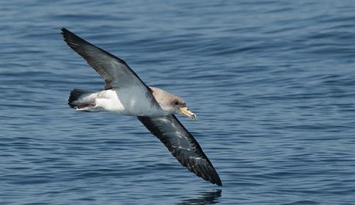 La pardela balear, entre las 200 especies de aves que se encuentra en peligro crítico de extinción