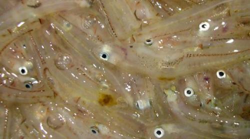 La próxima temporada del jonquillo se inicia el próximo 16 de diciembre