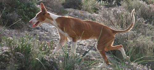 Los criadores de podencos organizan el día 14 la II Trobada en Defensa des Ca Eivissenc.