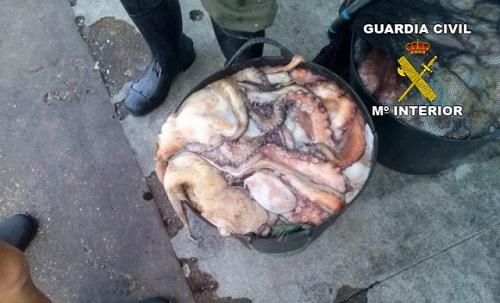 Intervenidos en Ibiza 30 kilos de pulpo capturados de manera furtiva