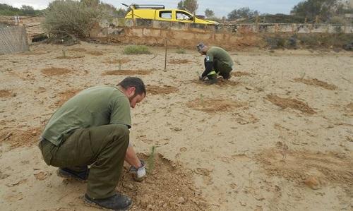 El Ibanat comienza la plantación de árboles autóctonos en el terreno donde se encontraba la urbanización de ses Covetes