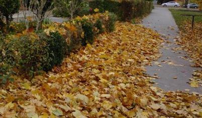 El PSIB denuncia las dificultades que causan las hojas en calles de Palma