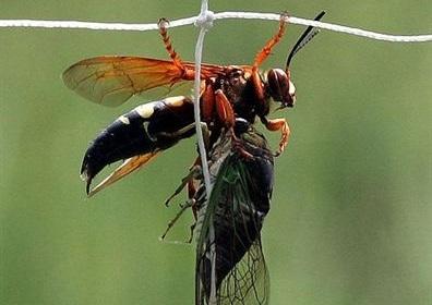 Premiado el programa sobre la detección y el control de la avispa asiática balear cofinanciado los fondos FEDER