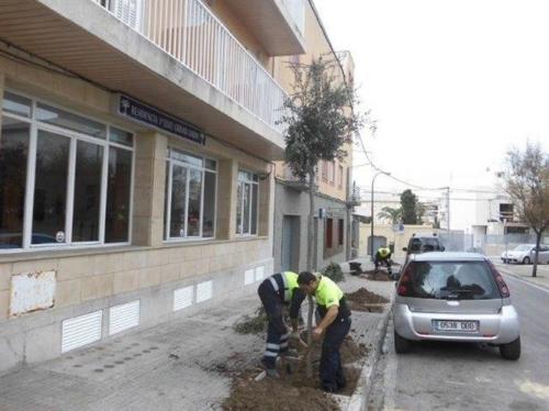 Cort plantará 823 árboles con la campaña de reposición del arbolado viario