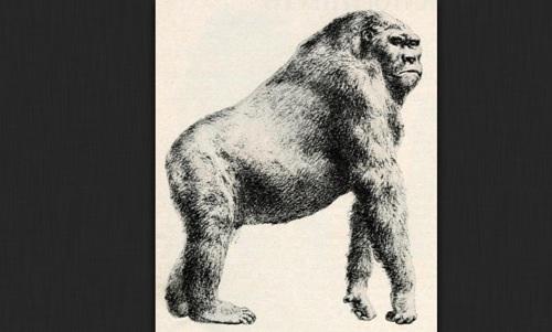 ¿Qué acabó con el primate más gigantesco de la Tierra?
