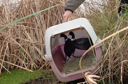 Liberados seis ejemplares de focha cornuda en el Parque Natural de s'Albufera  